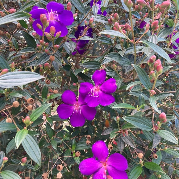 Meet your Posher, Posh - Picture 1 of 1